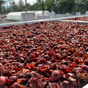 Cascara